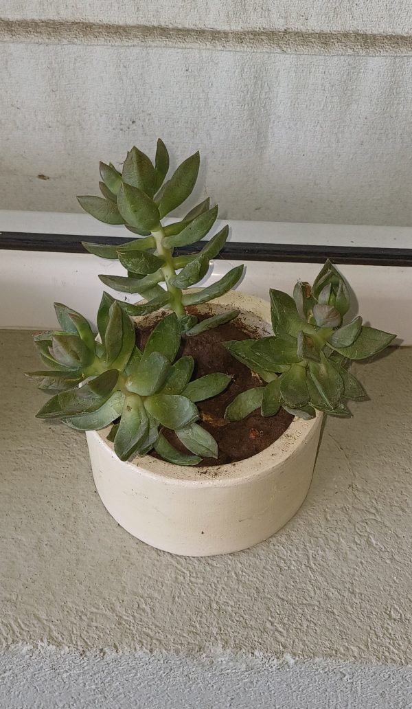 Maceta mediana- Modelo 6 - Imagen 3