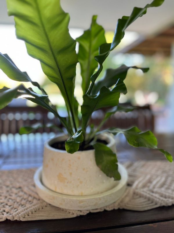 Macetas Bonsai
