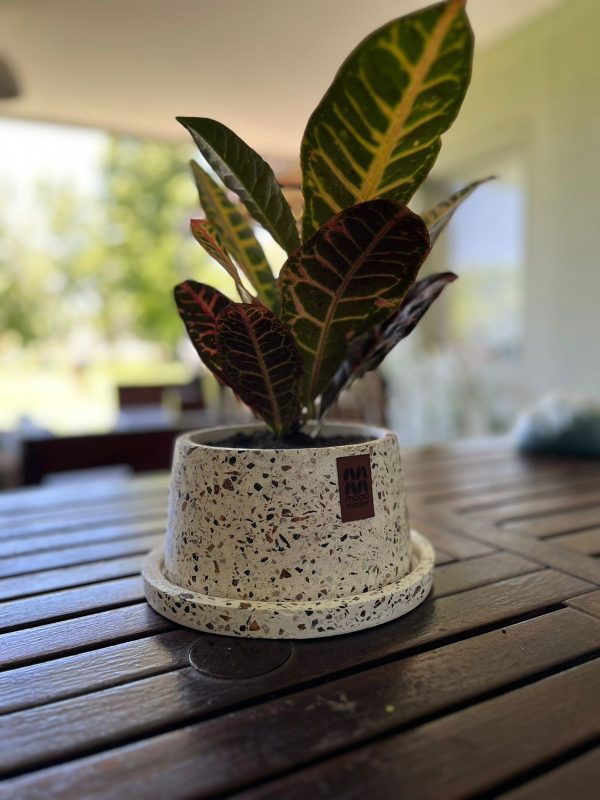 Macetas Bonsai - Imagen 5