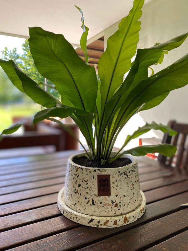 Macetas Bonsai - Imagen 4